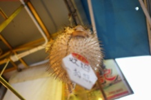 A preserved pufferfish hangs above shoppers at a Market Street store.