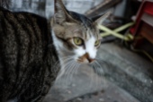 A shop cat prowls an alleyway looking for mice.